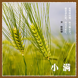 清新二十四節(jié)氣小滿海報