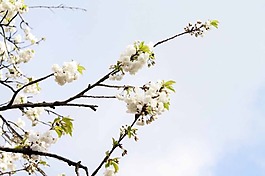花朵風(fēng)景背景圖片
