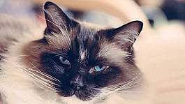動物背景圖片