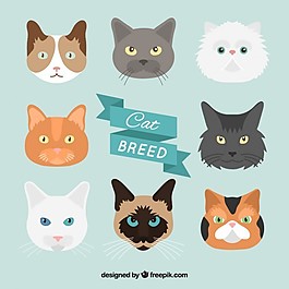 手拉猫养殖包