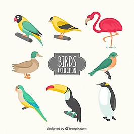 各種鳥類收藏