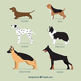 犬種的采集