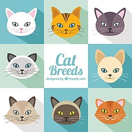 猫在平面设计中繁殖包