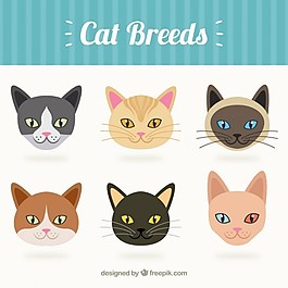 猫的品种收集