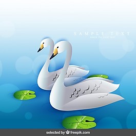 兩只天鵝游泳