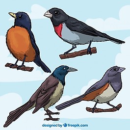 手繪鳥類收藏