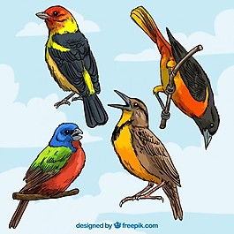 豐富多彩的鳥類品種