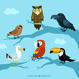 美麗的鳥收藏