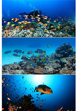 海底的魚群