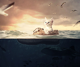流浪貓
