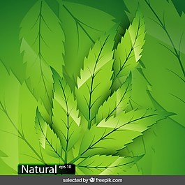 綠葉背景
