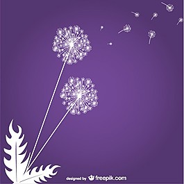 紫色背景的蒲公英