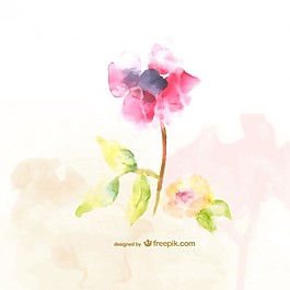 水彩花卉
