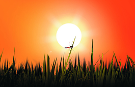 黄昏夕阳落日蜻蜓图片