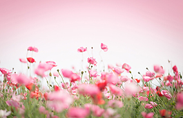 鮮花PPT背景圖片