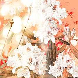 橙色鮮花
