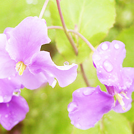 唯美花朵背景主圖