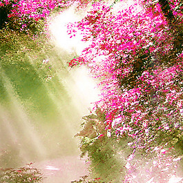 唯美植物花卉主圖