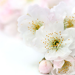 唯美桃花特寫清新背景圖