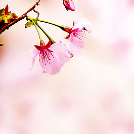 唯美浪漫花朵背景圖