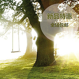 大树秋千阳光背景