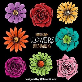 手繪花卉插圖