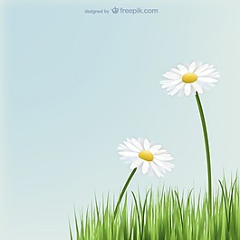 雛菊花與草