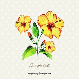 水彩黃芙蓉
