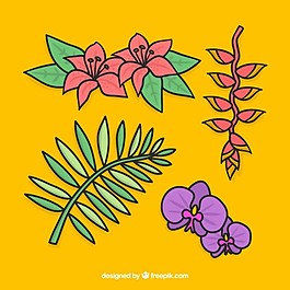 熱帶植物四包