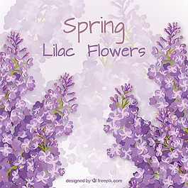 丁香花卡
