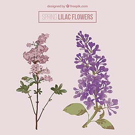 美麗的丁香花