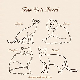 四只猫的品种