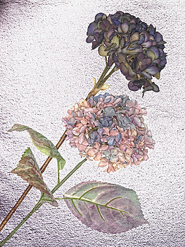 靜物花