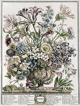 十月花卉 英國(guó) 板畫(huà) 花 植物