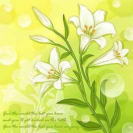 美麗的百合花