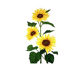 太阳花
