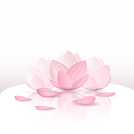 粉紅色 花瓣 開花 蓮花圖片