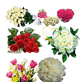 鮮花圖片