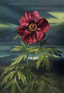 油畫  花卉  插畫