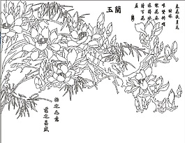 白玉蘭