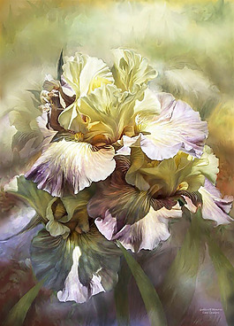 油畫  花卉 插畫