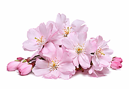 櫻花