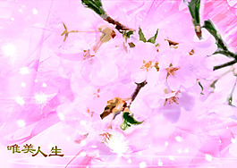 PSD影樓婚紗模板
