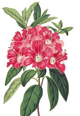 復(fù)古花卉