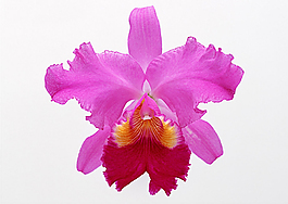 花卉
