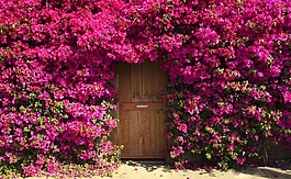 花園 繁花背景