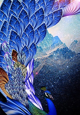 美麗的孔雀