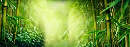 夏季清新竹林背景