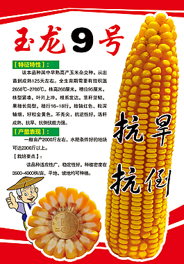 玉米種子玉龍9號