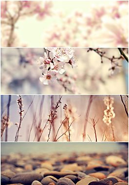 花卉背景素材